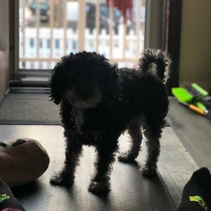 Meet your Posher, Yuridia